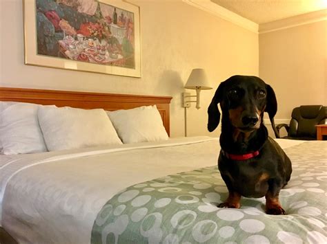 cheap hotels that are pet friendly